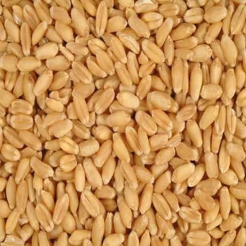 best high yield hybrid wheat seed grader rudrapur