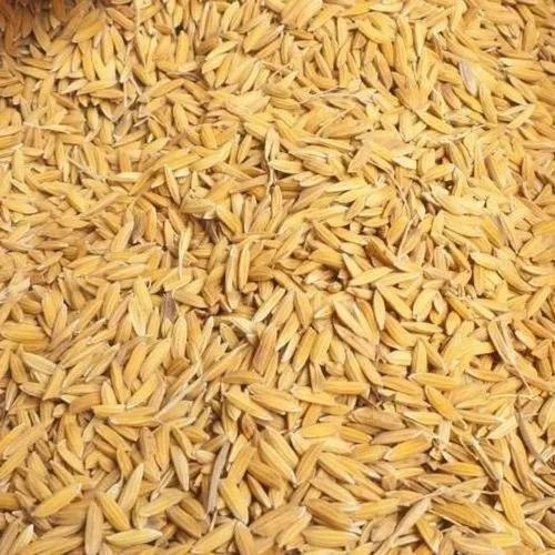 best high yield paddy rice seed rudrapur