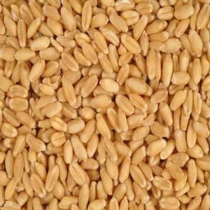 organic kala gehun (wheat) aata- flour from jim corbett
