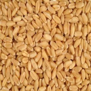 best high yield paddy rice seed   gadarpur