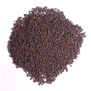 high yield mustard seed in rudrapur, gadarpur, bilaspur