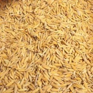 organic kala gehun (wheat) aata-flour from haridwar