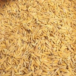 organic red millet- almora