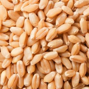 high yield organic wheat seed in rudrapur, gadarpur, bilaspur